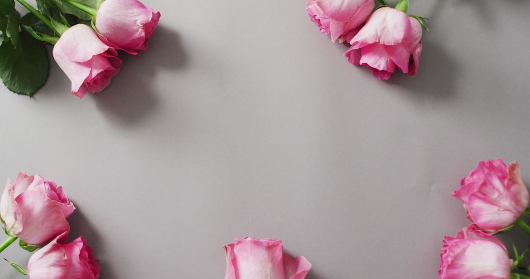 Pink Roses Border on Pastel Background for Romantic Occasions