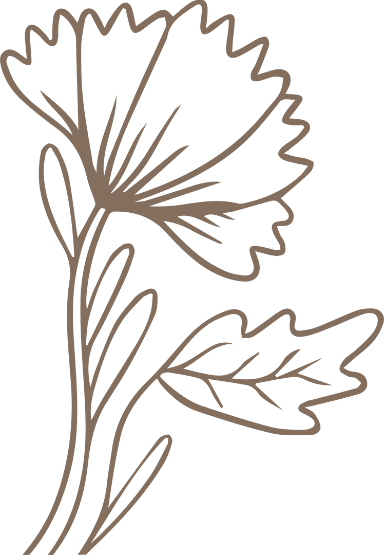 Minimalist Continuous Line Floral Illustration on Transparent Background