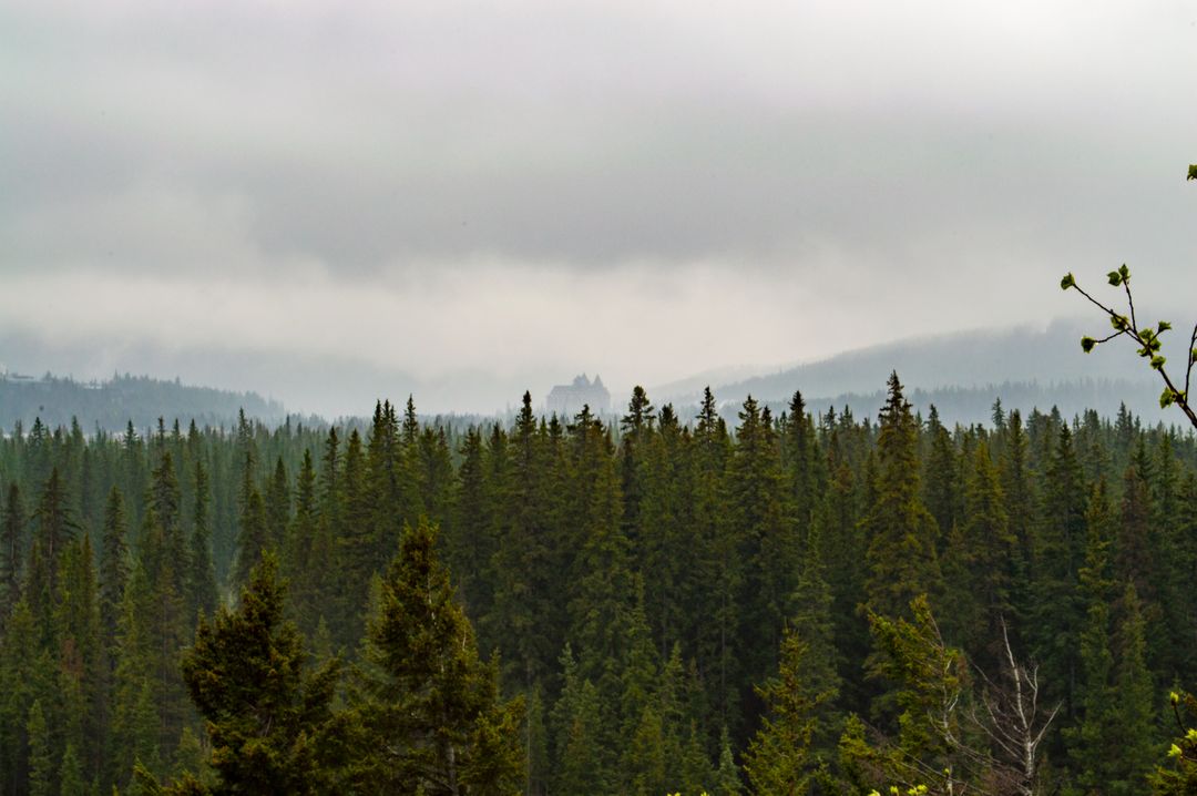 Dense Pine Forest with Misty Mountains in Background - Free Images, Stock Photos and Pictures on Pikwizard.com