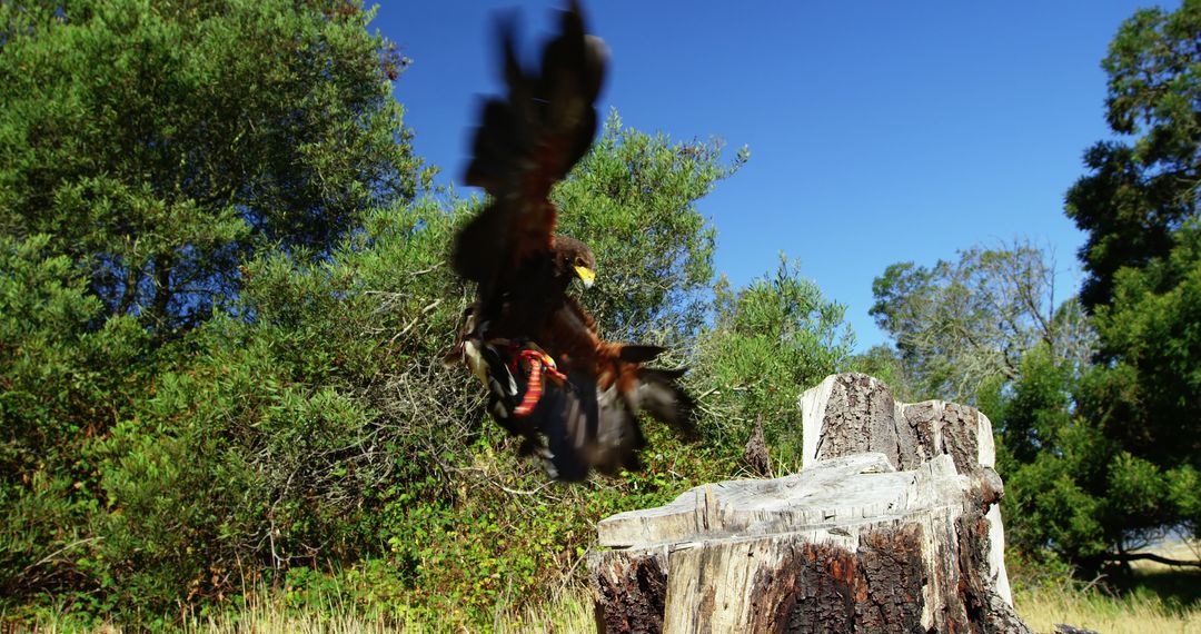 Majestic Hawk in Flight over Forest Clearing - Free Images, Stock Photos and Pictures on Pikwizard.com