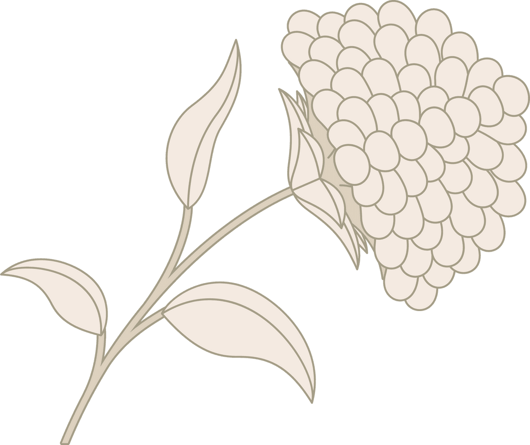 Stylized Floral Line Art On Transparent Background