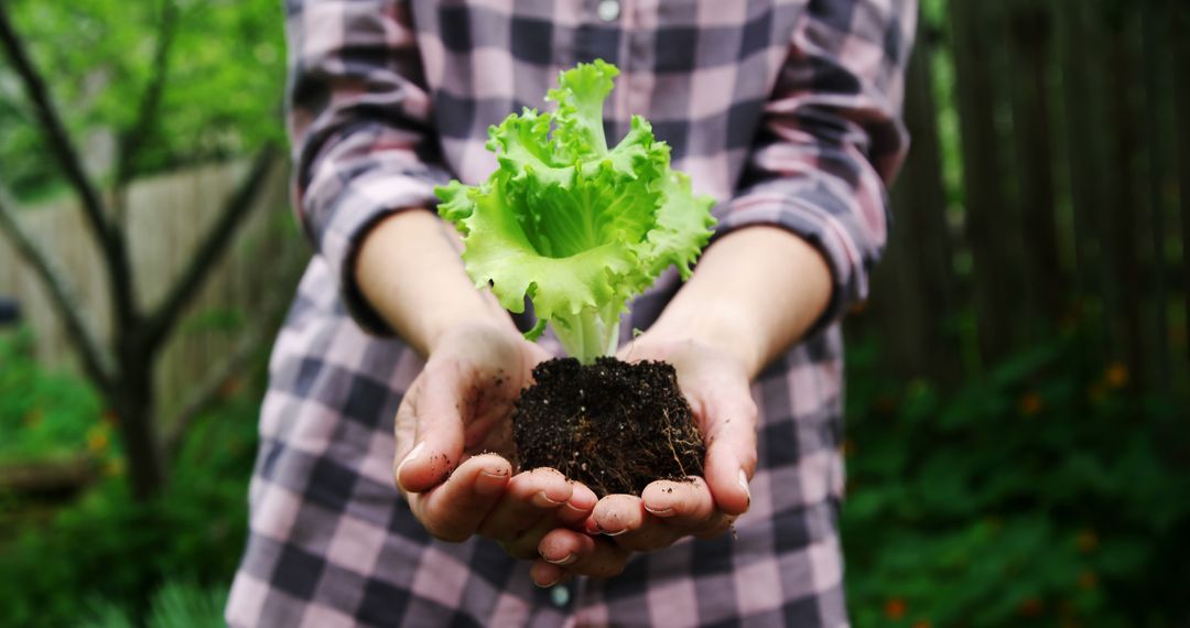 Woman Holding Freshly Grown Organic Lettuce Plant with Soil - Free Images, Stock Photos and Pictures on Pikwizard.com