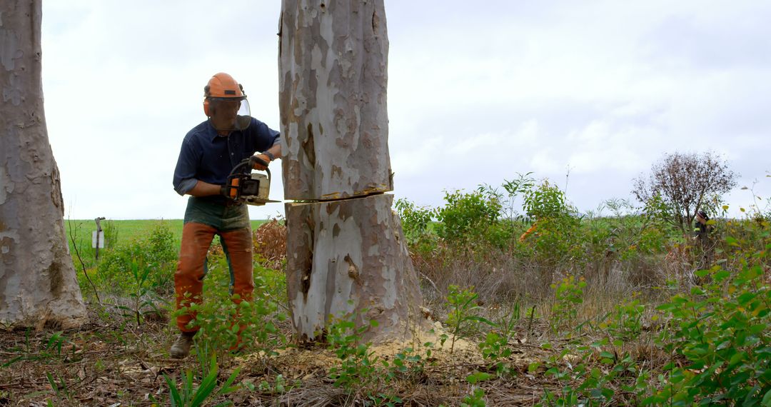 Lumberjack Cutting Tree in Forested Area with Chainsaw - Free Images, Stock Photos and Pictures on Pikwizard.com