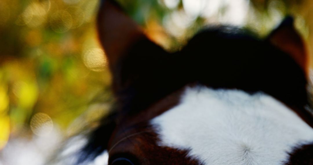Close-Up of Horse's Face with Natural Background - Free Images, Stock Photos and Pictures on Pikwizard.com