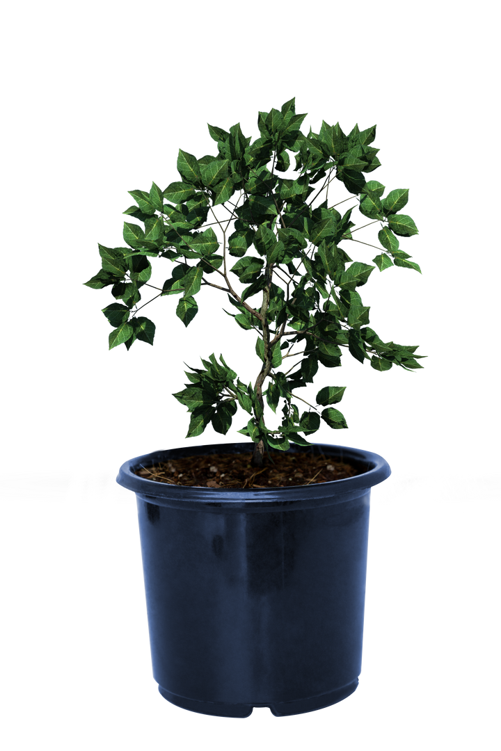 Transparent Plant in Black Pot Detailed PNG Illustration, Isolated on Transparent Background - Download Free Stock Images Pikwizard.com