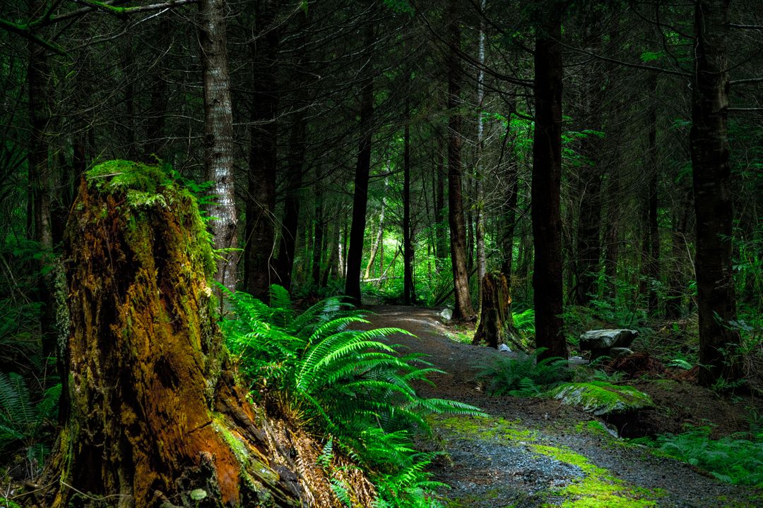 Mystical Forest Path with Moss-Covered Stumps and Lush Ferns - Free Images, Stock Photos and Pictures on Pikwizard.com
