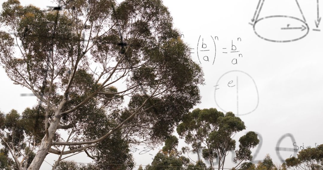 Mathematical Formulas Integrated in Natural Forest Scene