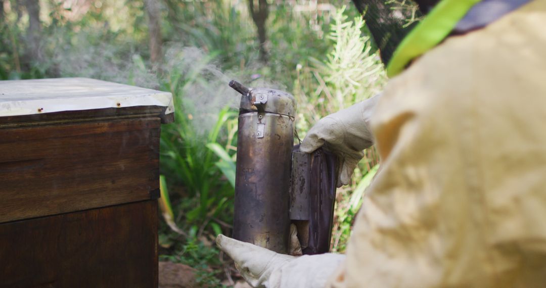 Beekeeper Using Smoker for Hive Maintenance in Apiary