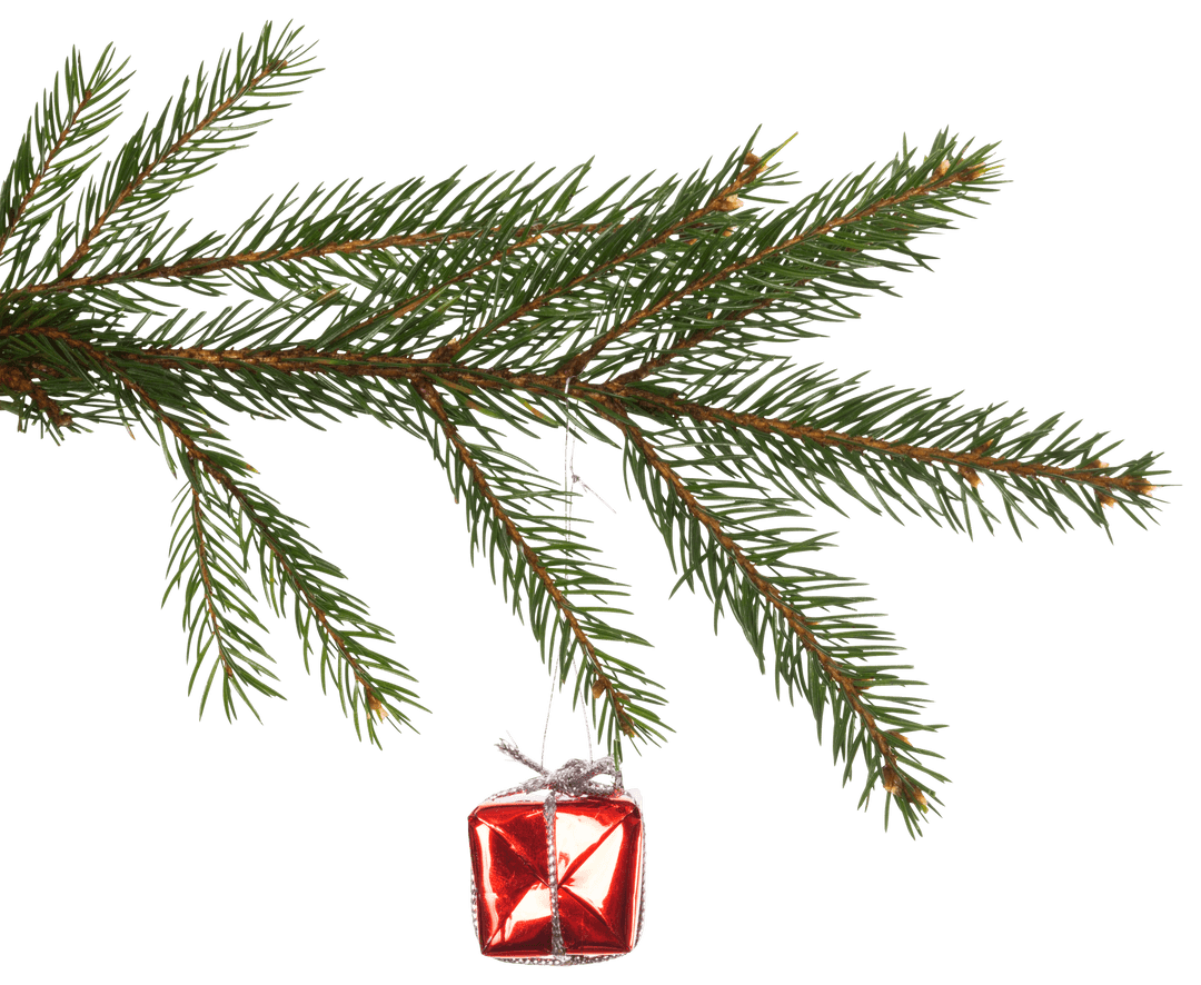 Red Christmas Ornament Hanging on Transparent Pine Branch