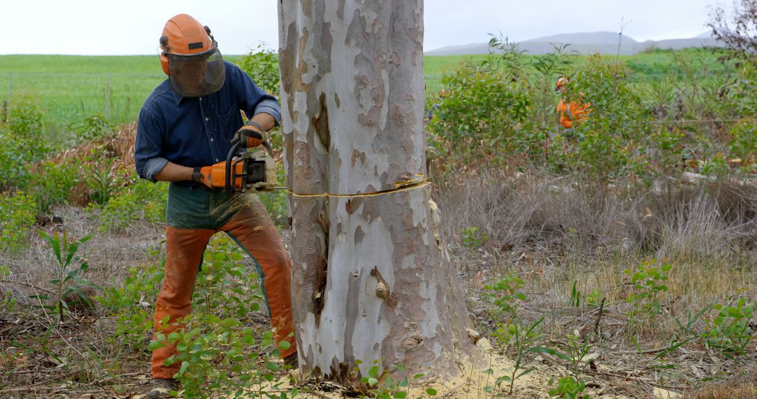 Lumberjack Cutting Down Tree with Chainsaw in Forest - Free Images, Stock Photos and Pictures on Pikwizard.com