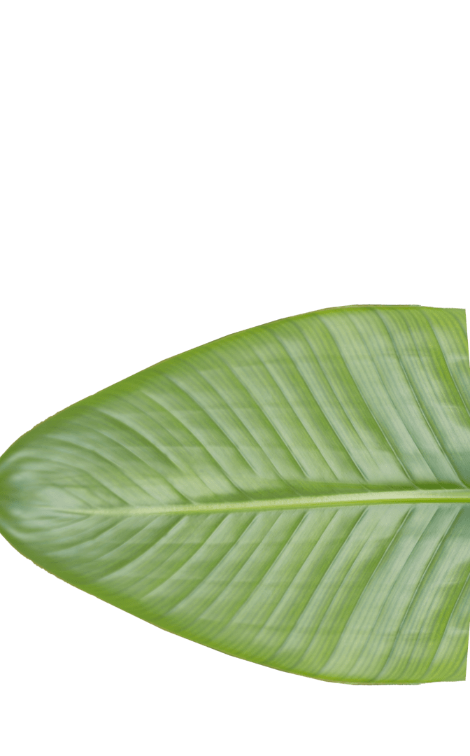 Transparent Green Leaf with Vibrant Stripes Isolated on White