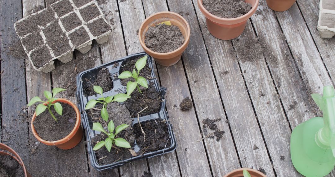 Seedlings and Gardening Tools on Rustic Wooden Surface