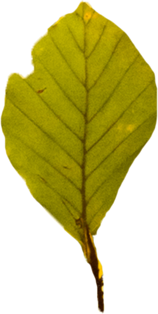 Green Leaf on Transparent Background Vector Illustration