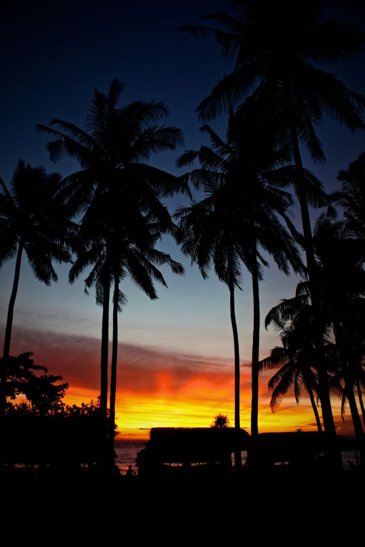 Silhouette of Palm Trees Against a Vibrant Sunset - Free Images, Stock Photos and Pictures on Pikwizard.com