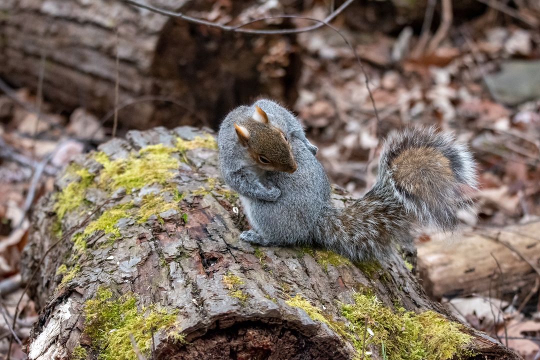 Playful Gray Squirrel Grooming on Mossy Log in Forest
