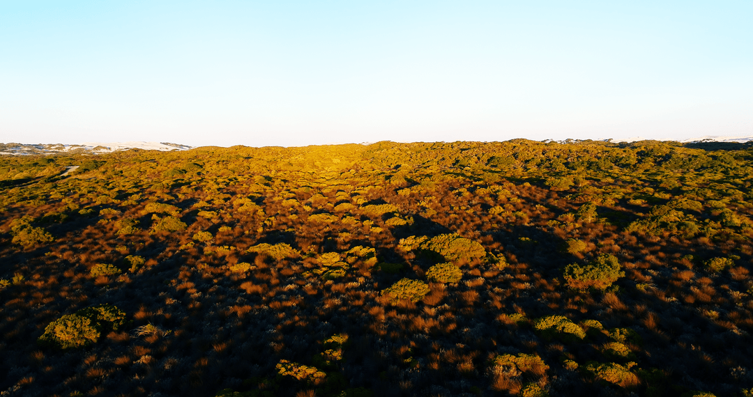 Transparent Skies Over Lush Hillside at Dawn