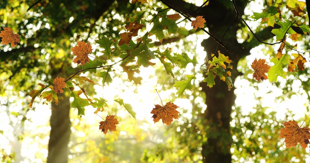 Golden Autumn Leaves Falling Through Sunlit Forest
