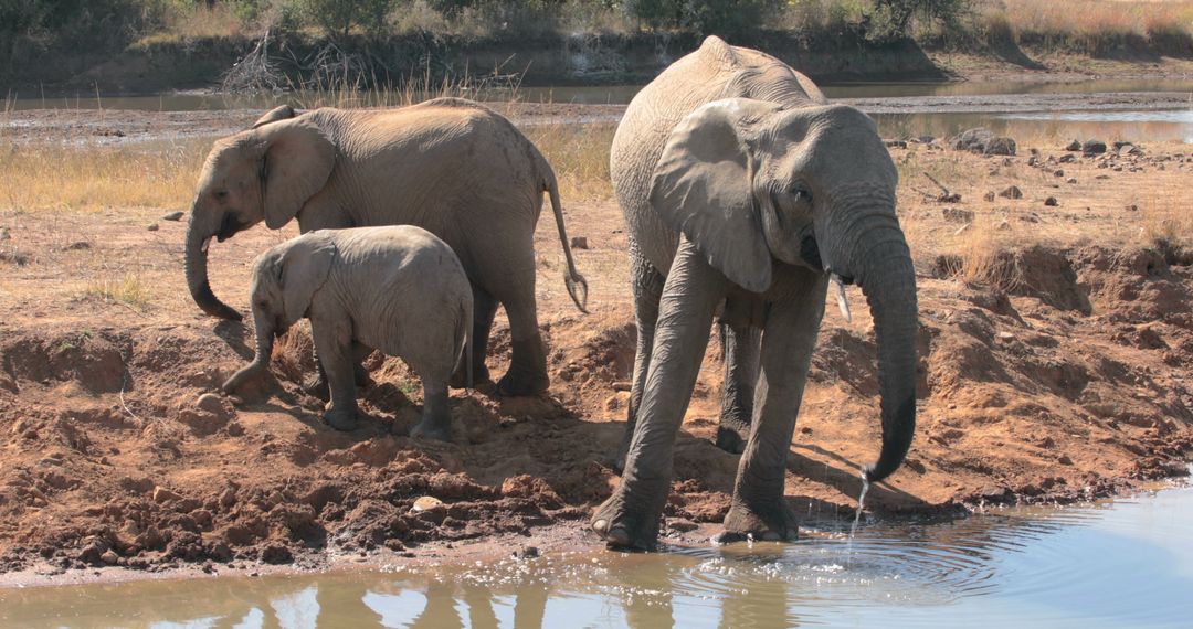 Elephant family drinking water at riverbank in African wildlife reserve - Free Images, Stock Photos and Pictures on Pikwizard.com