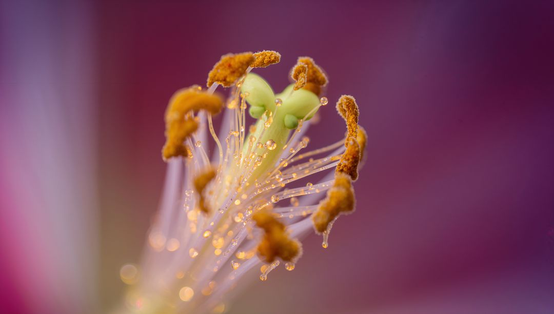 Macro close-up showing three-lobed green pistil with dew-kissed stamens and creamy bokeh