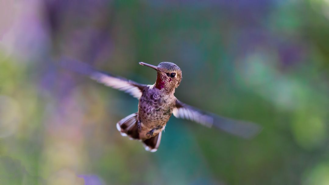 Hummingbird bird close up flying - Free Images, Stock Photos and Pictures on Pikwizard.com