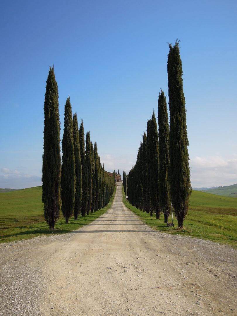 Cypress Tree Lined Road Leading to Villa in Tuscany - Free Images, Stock Photos and Pictures on Pikwizard.com