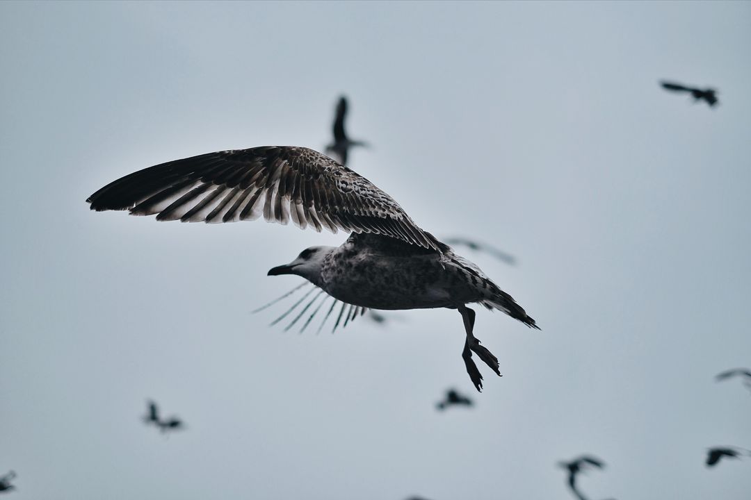 Seagull Soaring Over Moody Sky with Distant Flock - Coastal Wildlife in Flight