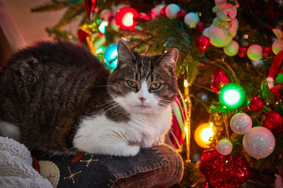 Christmas cat relaxing by decorated christmas tree