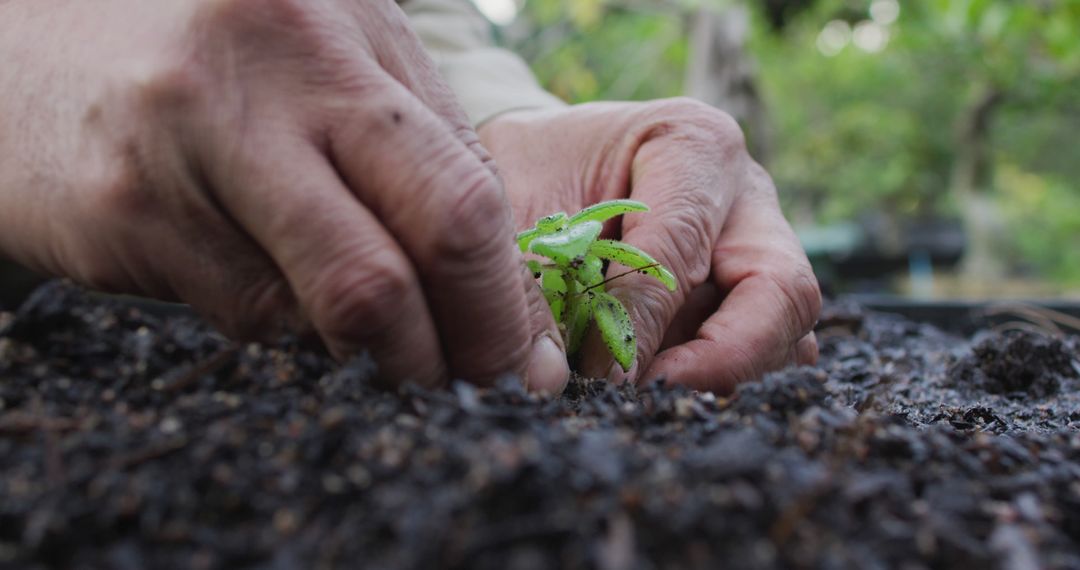 Hands of african american male gardener planting seedlings at garden center - Free Images, Stock Photos and Pictures on Pikwizard.com