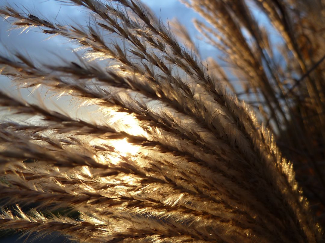 Sunset Through Wheat Stalks on a Windy Day - Free Images, Stock Photos and Pictures on Pikwizard.com