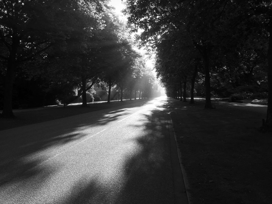 Sunlit Tree-Lined Road in Black and White - Free Images, Stock Photos and Pictures on Pikwizard.com