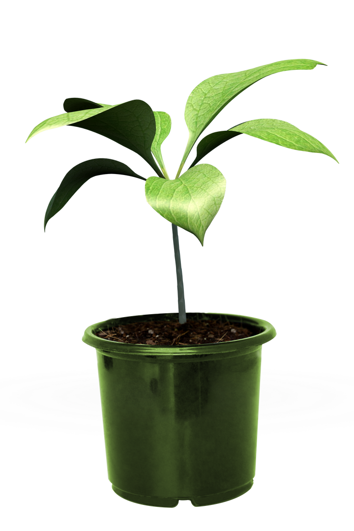 Green Plant in Pot Isolated on Transparent Background - Download Free Stock Images Pikwizard.com