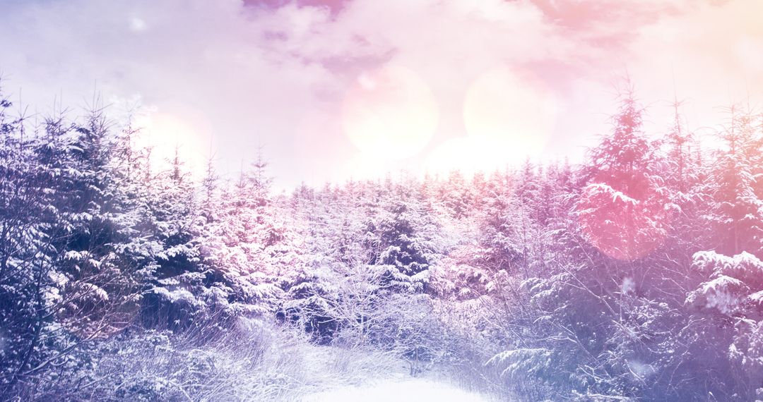 Winter Fir Tree Forest with Sparkling Snowy Landscape