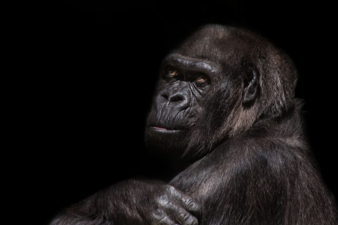 Closely Observing Gorilla in Dark Background - Free Images, Stock Photos and Pictures on Pikwizard.com
