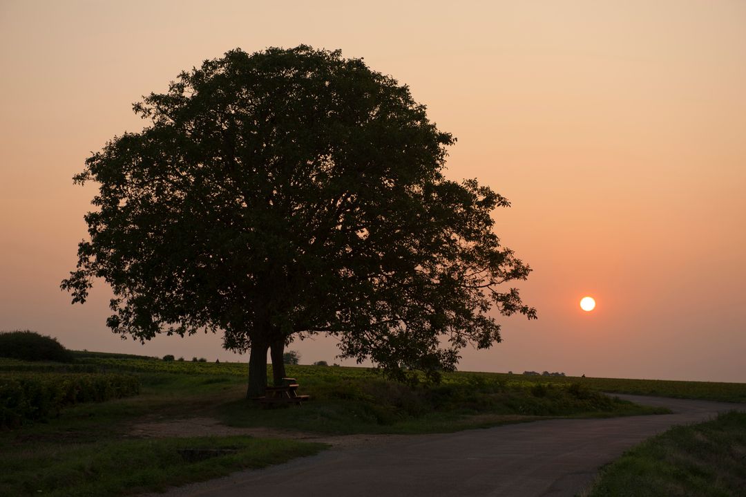 Solitary Tree and Sunset Over Rural Road in Countryside - Free Images, Stock Photos and Pictures on Pikwizard.com