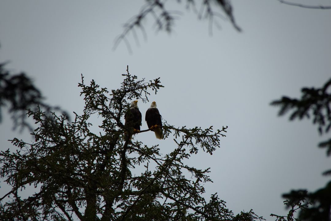 Pair of Bald Eagles Perched on Tree Branch in Overcast Sky - Free Images, Stock Photos and Pictures on Pikwizard.com