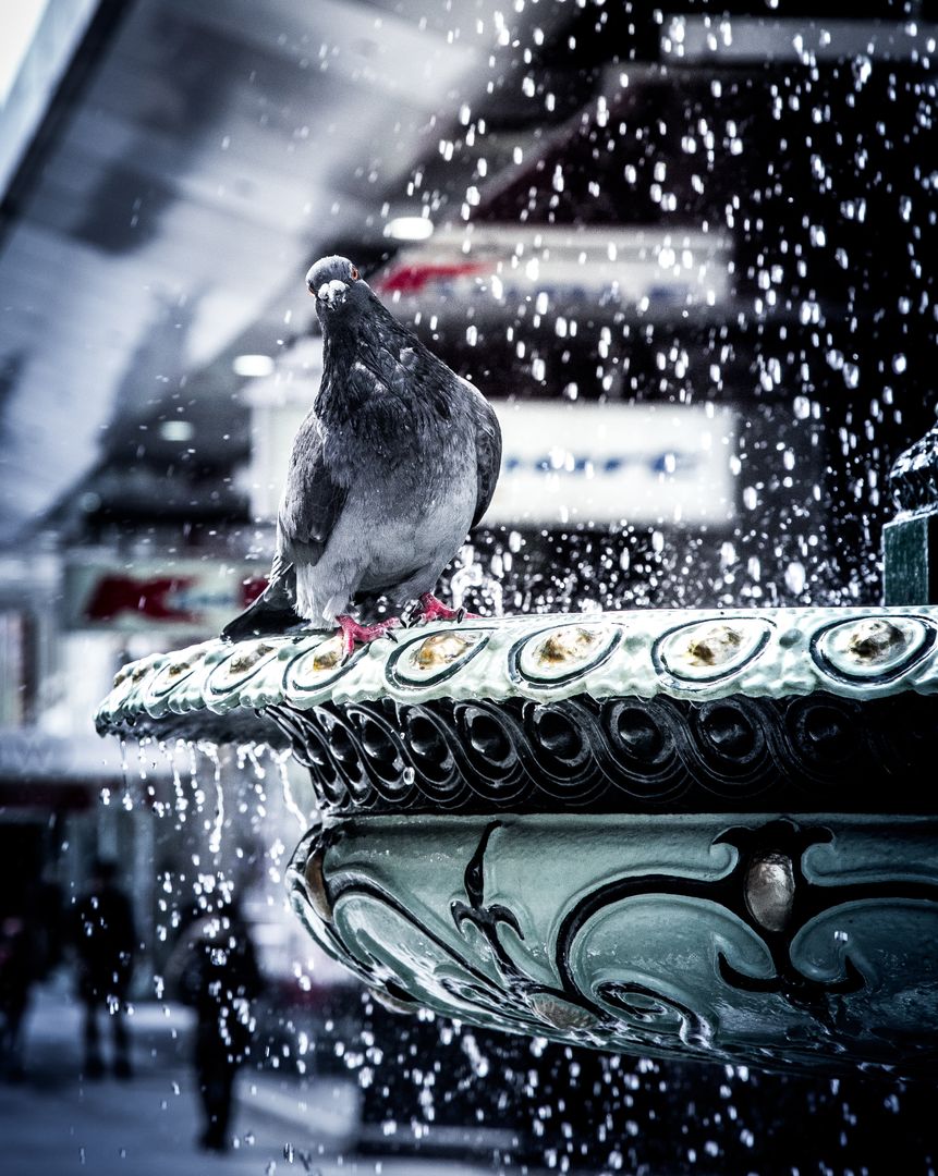 Urban Pigeon Perching on Fountain with Water Droplets - Free Images, Stock Photos and Pictures on Pikwizard.com