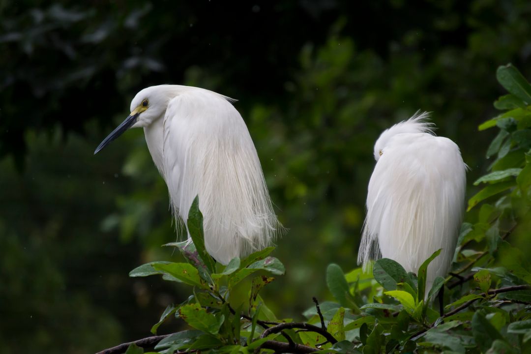 Two White Egrets Perching on Green Foliage - Free Images, Stock Photos and Pictures on Pikwizard.com