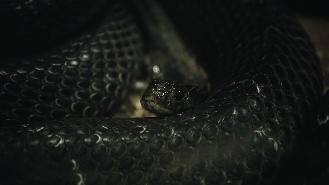 Diamondback Snake Rattlesnake - Free Images, Stock Photos and Pictures on Pikwizard.com