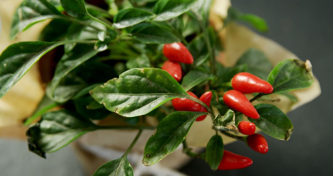 Close-up of Red Chili Peppers Growing on Green Plant - Free Images, Stock Photos and Pictures on Pikwizard.com