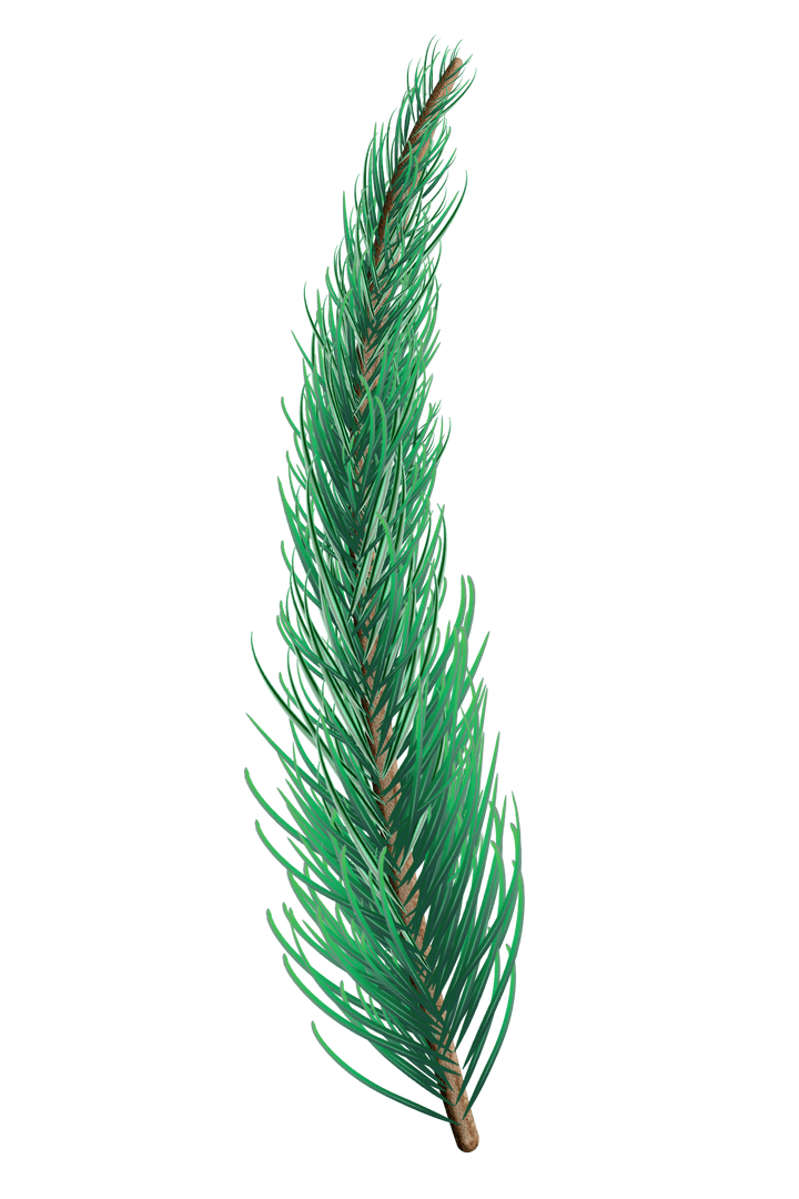 Transparent Lush Green Fir Tree Branch Isolated
