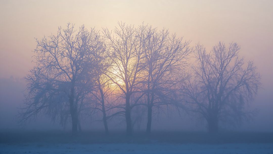 Foggy Sunrise Silhouetting Leafless Trees Over Frosted Field in Pastel Light