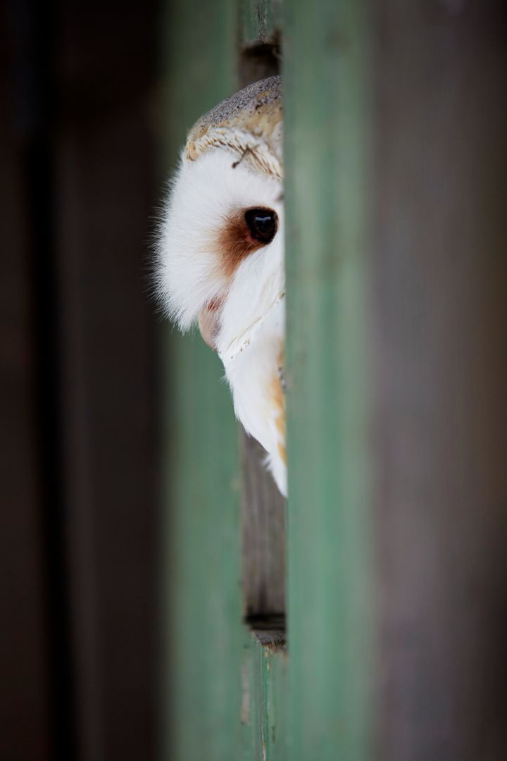 Curious Barn Owl Peeking Through Wooden Slats - Free Images, Stock Photos and Pictures on Pikwizard.com