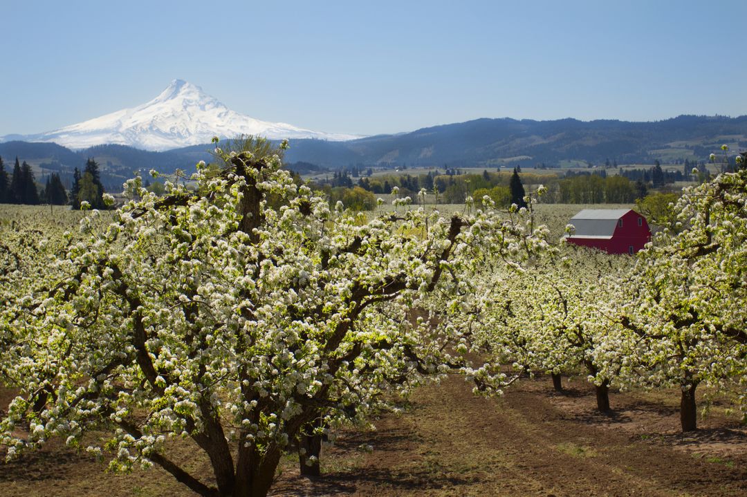 Blossoming Orchard and Snow-Capped Mountain in Spring