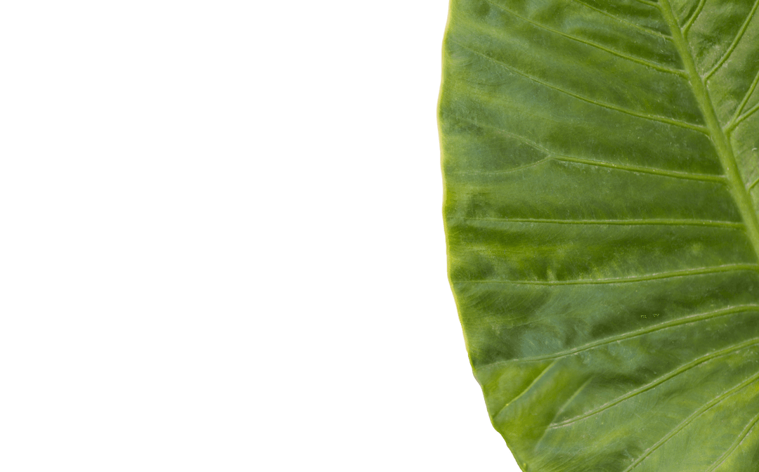 Half Green Leaf on Transparent Background for Design Concepts