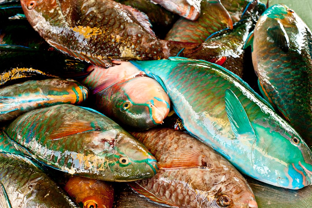 Close-up of Colorful Freshly Caught Fish in Market - Free Images, Stock Photos and Pictures on Pikwizard.com