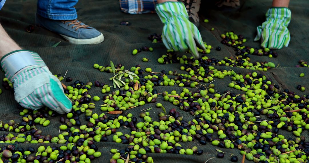 Farm Workers Sorting Freshly Harvested Olives - Free Images, Stock Photos and Pictures on Pikwizard.com