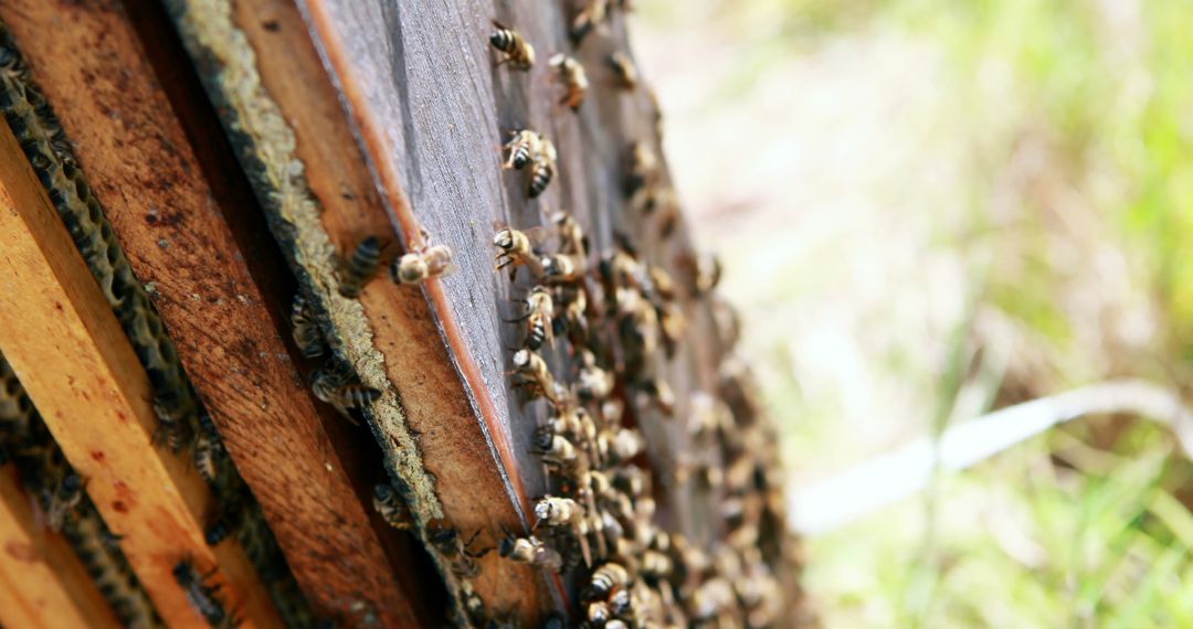 Close-Up of Bees on Honeycomb in Beekeeping Hive Outdoors - Free Images, Stock Photos and Pictures on Pikwizard.com