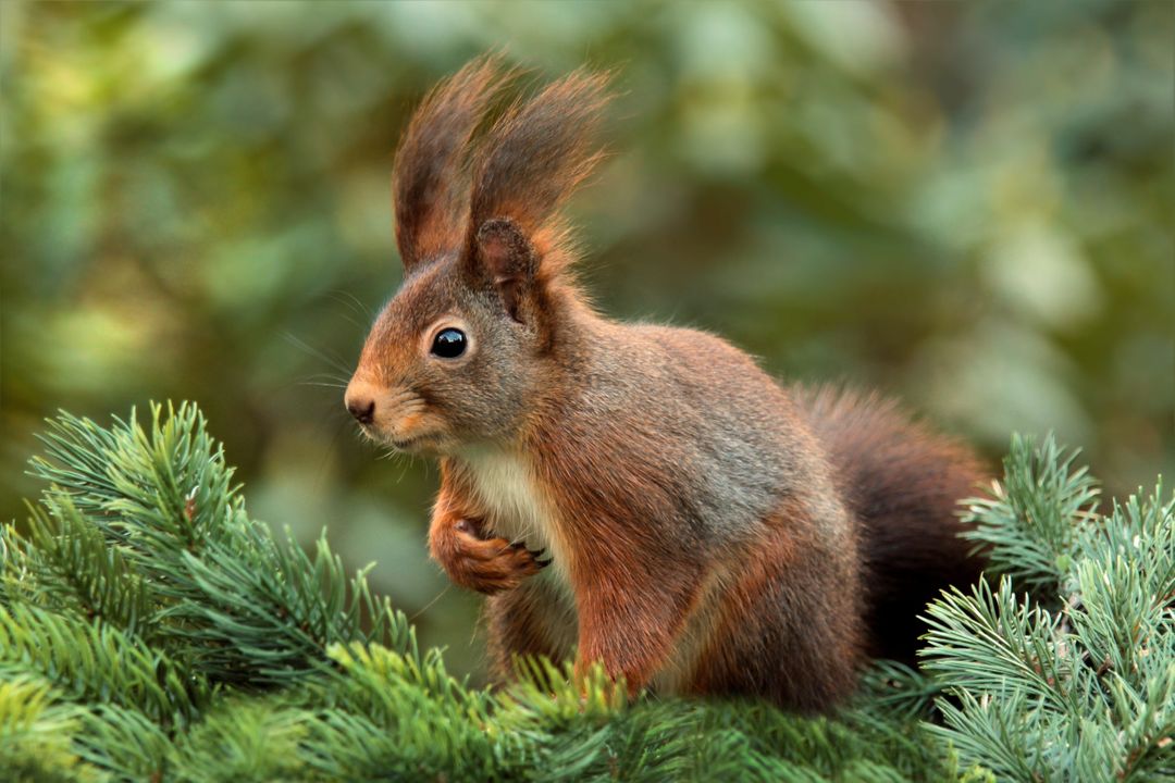 Red Squirrel Perched on Pine Branch in Forest - Free Images, Stock Photos and Pictures on Pikwizard.com