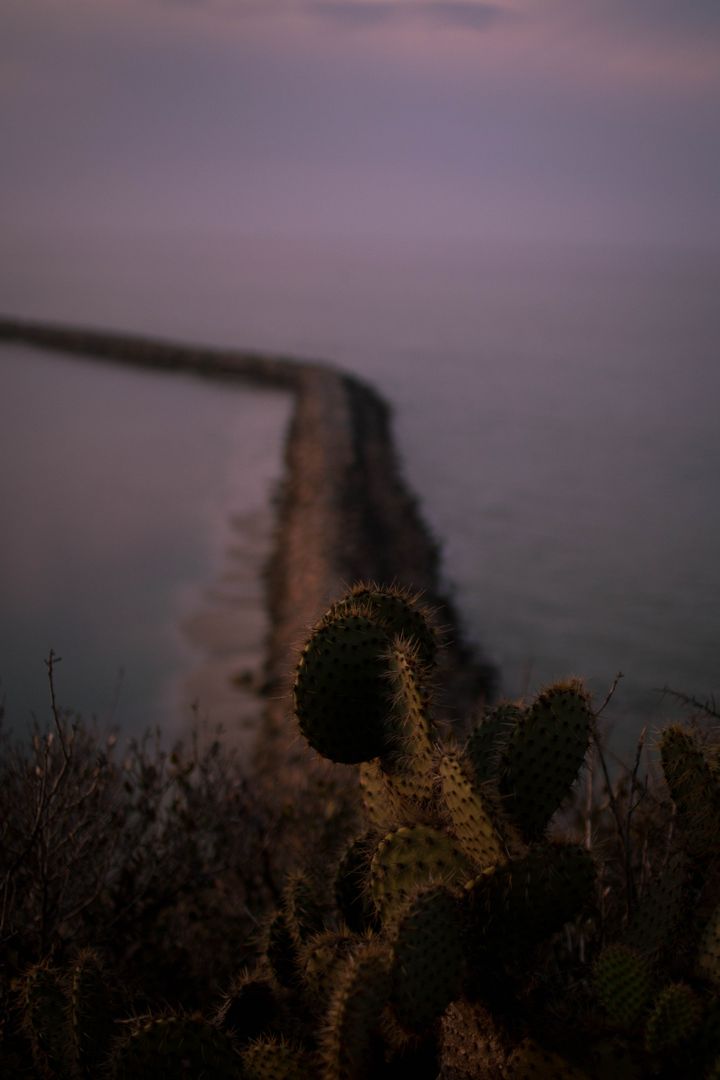 Cactus overlooking rocky pier at dawn - Free Images, Stock Photos and Pictures on Pikwizard.com