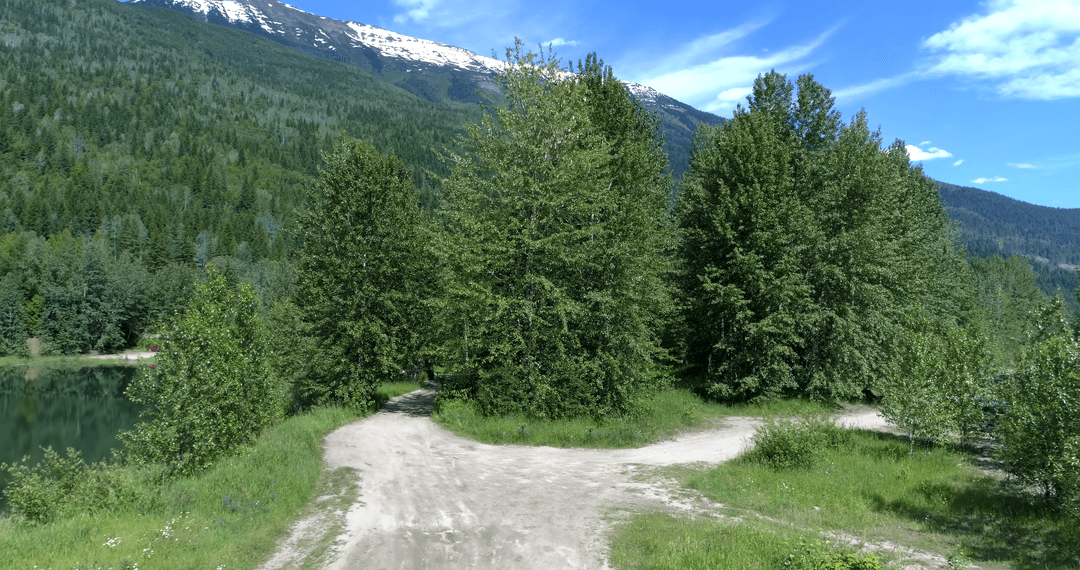 Sunny Forest Path Encountering Tramparant Forks under Blue Skies